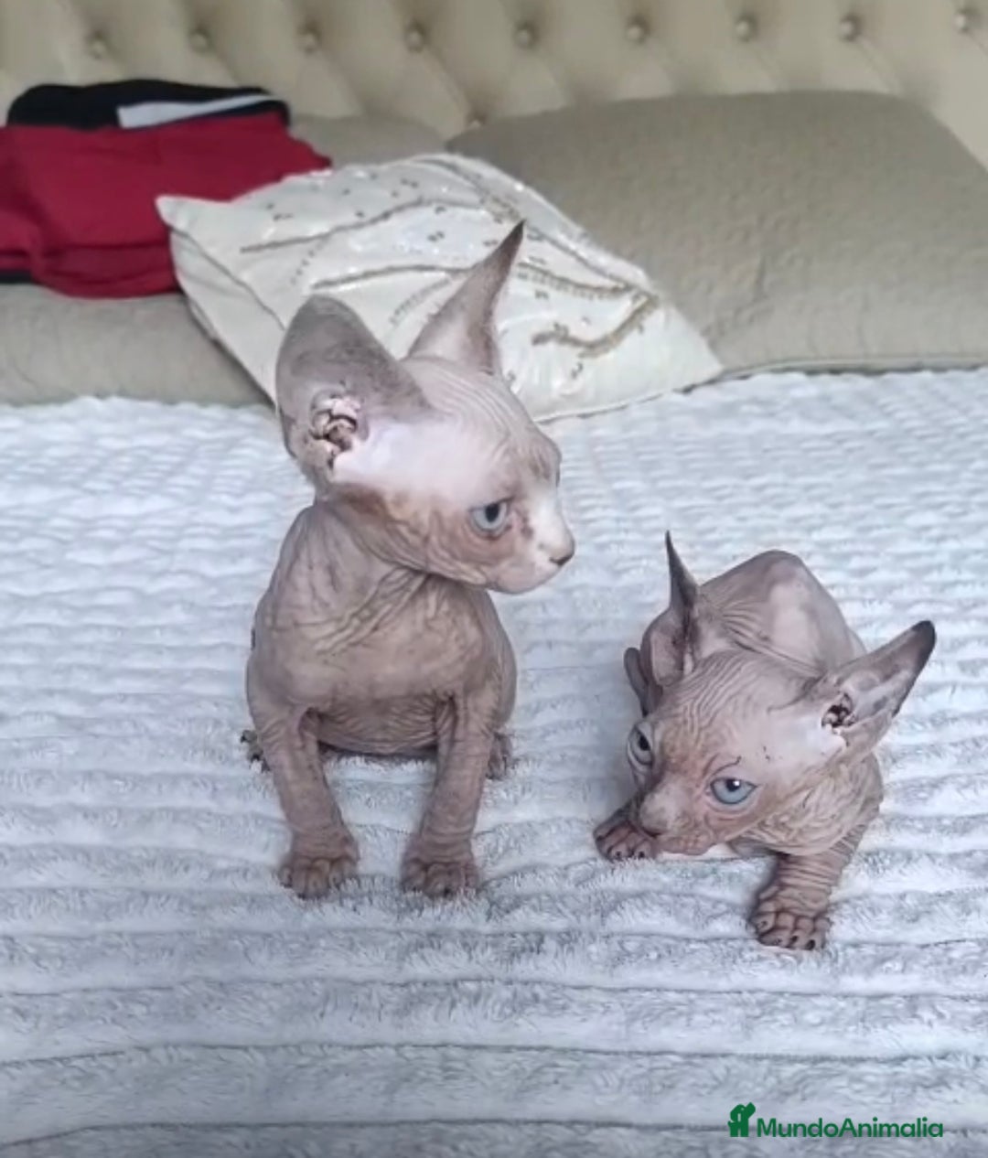 Sphynx gatos en venta: GATOS EGIPCIOS - Anuncio 1