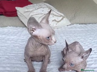 Sphynx gatos GATOS EGIPCIOS - Anuncio 1