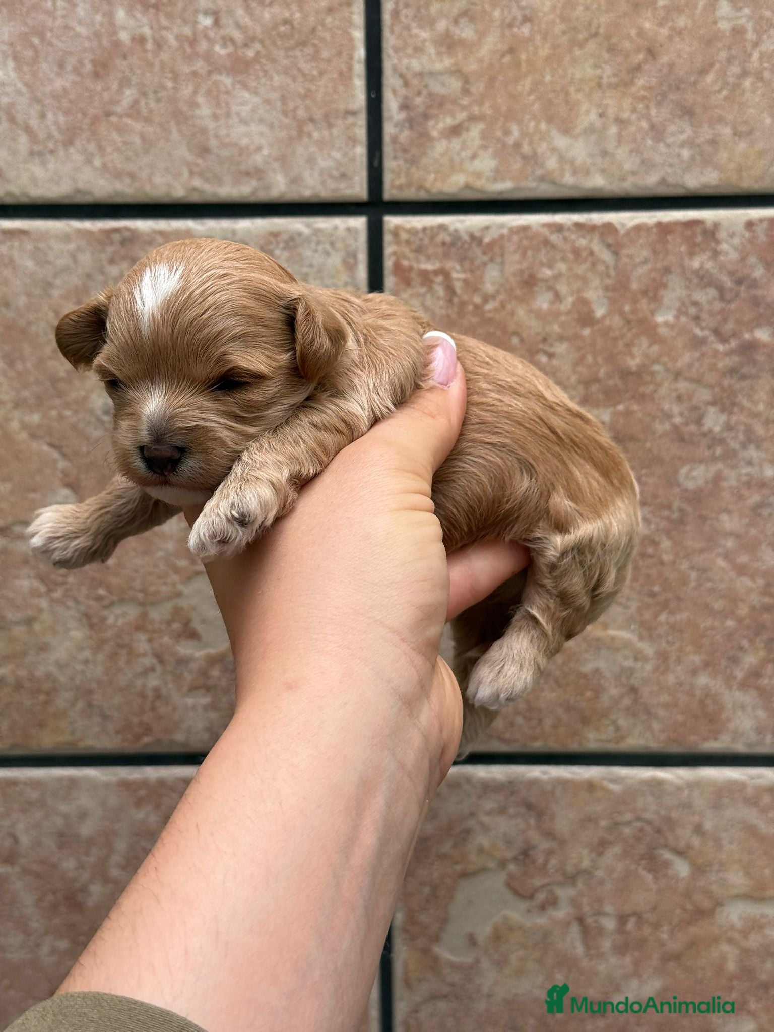 Maltipoo perros en venta: Maltipoo - Anuncio 6