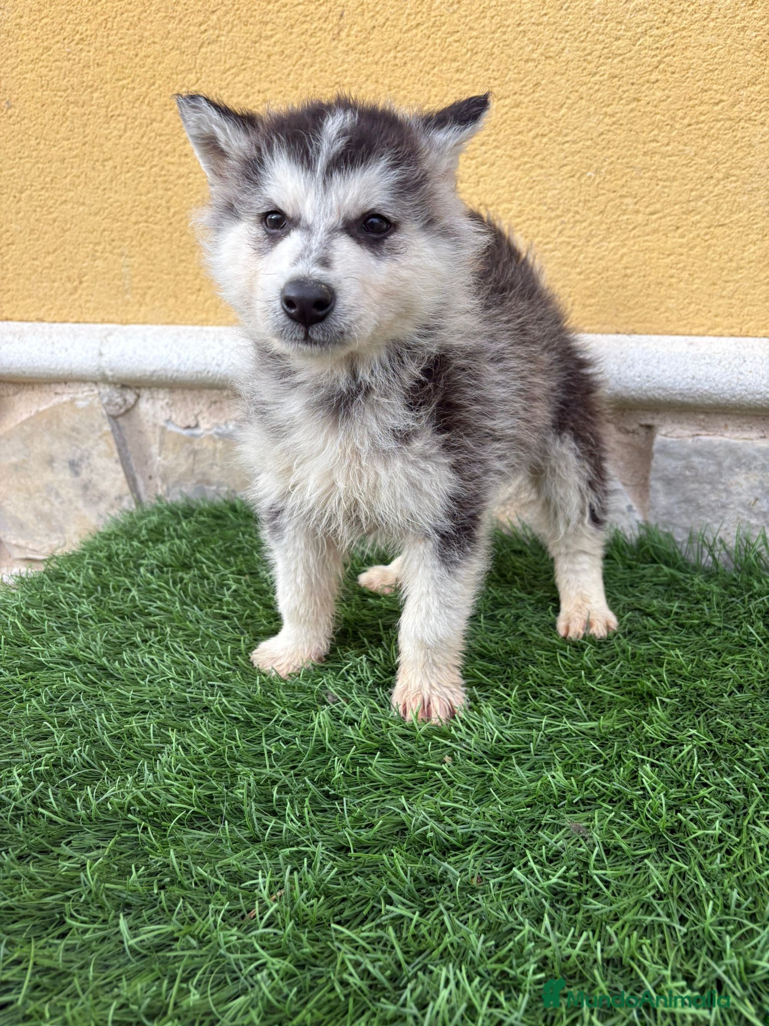 Husky Siberiano perros Husky siberiano macho  - Anuncio 2