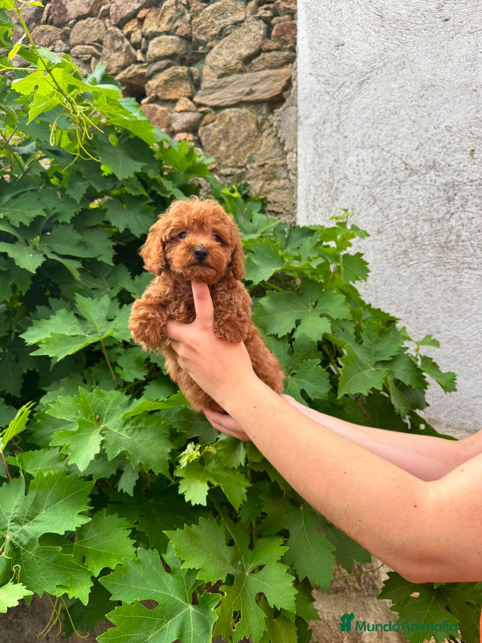 Caniche Toy perros Caniche toy - Anuncio 2