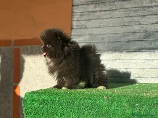Pomerania perros Pomerania macho toy - Anuncio 1
