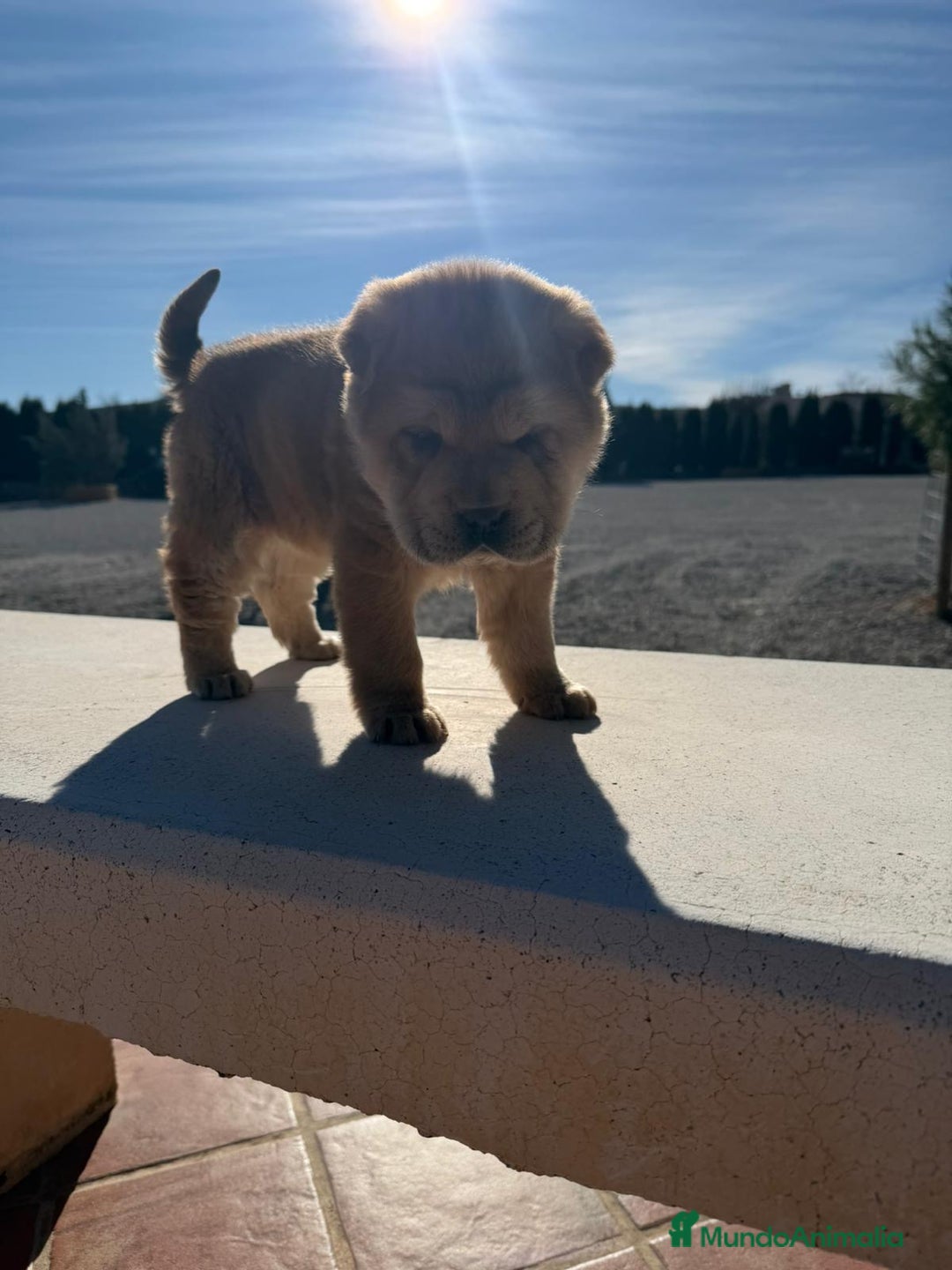 Shar Pei perros en venta: Magnífica hembra Sharpei adorable  - Anuncio 5