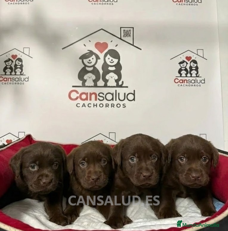 Labrador Retriever perros Labrador  - Anuncio 2