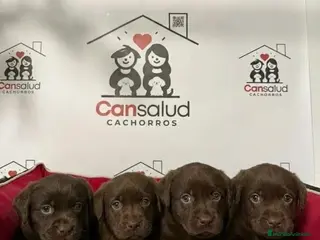 Labrador Retriever perros Labrador - Anuncio 1