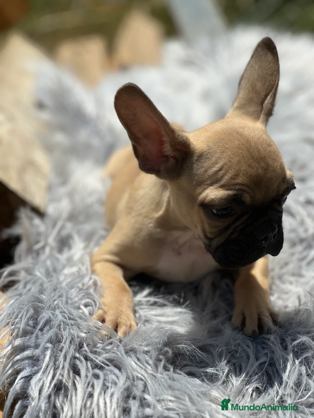 Bulldog Francés perros en venta: BULLDOG FRANCÉS FAWN DISPONIBLES - Anuncio 3