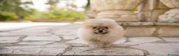 Pomerania perros en venta: Camada pomerania - Anuncio 5