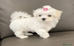 Bichón Maltés perros en venta: bichon maltes 690 precio real  - Imagen 1