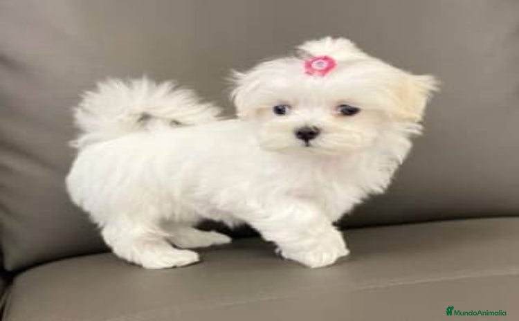 Bichón Maltés perros - Propaganda 1