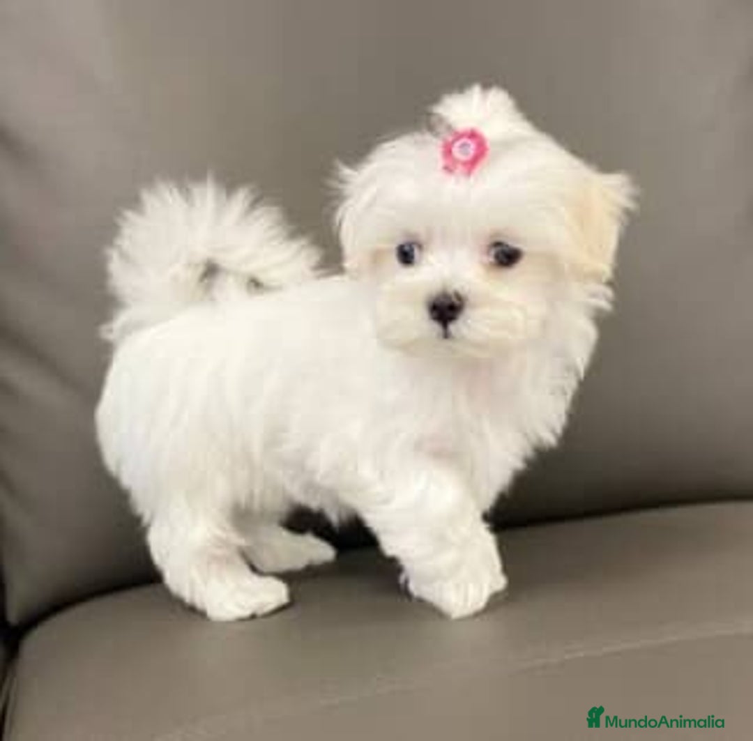 Bichón Maltés perros en venta: bichon maltes 690 precio real  - Imagen 1