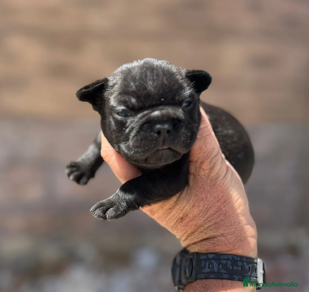 Bulldog Francés perros en venta: Bulldog francés  - Anuncio 8