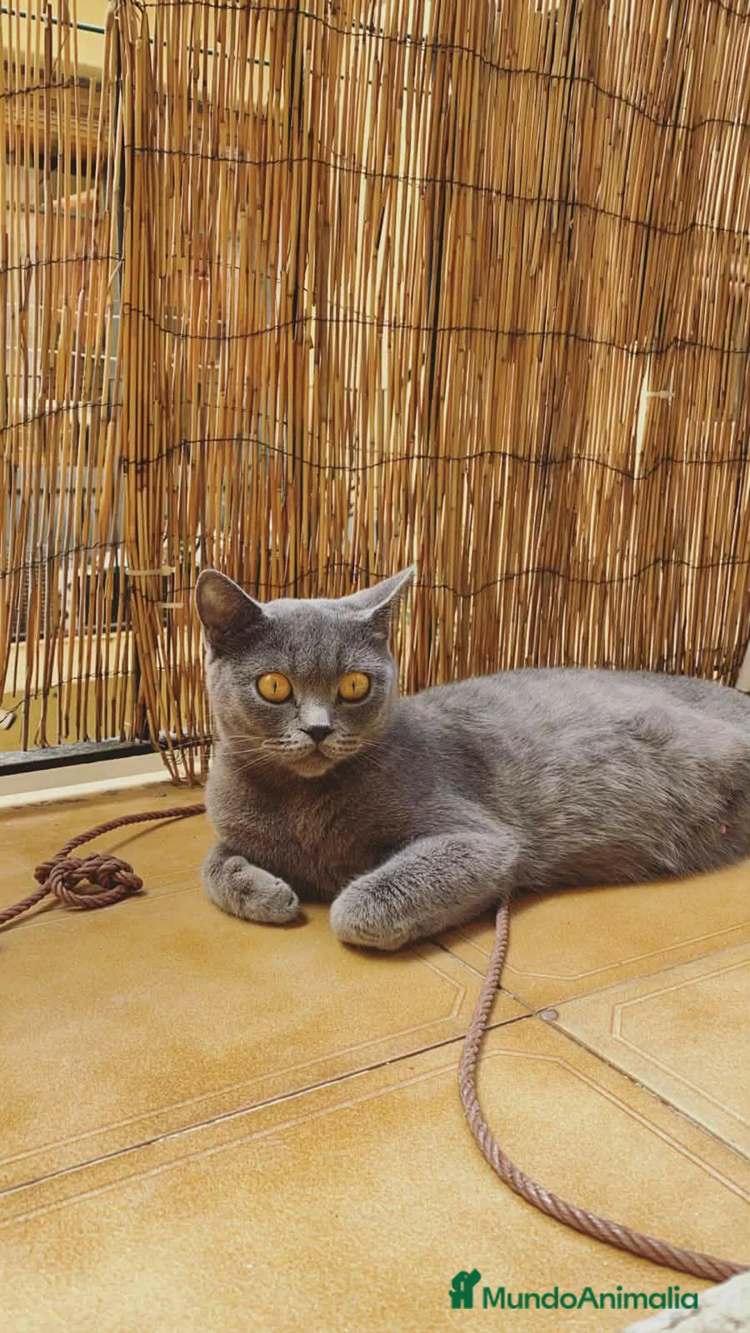 Británico de Pelo Corto gatos en venta: British shorthair en Tarragona - Anuncio 3