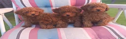 Caniche Enano perros en venta: Caniches - Anuncio 1