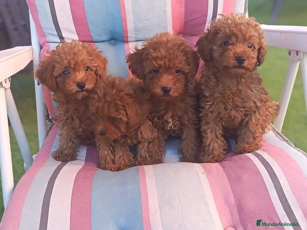 Caniche Enano perros en venta: Caniches - Anuncio 1