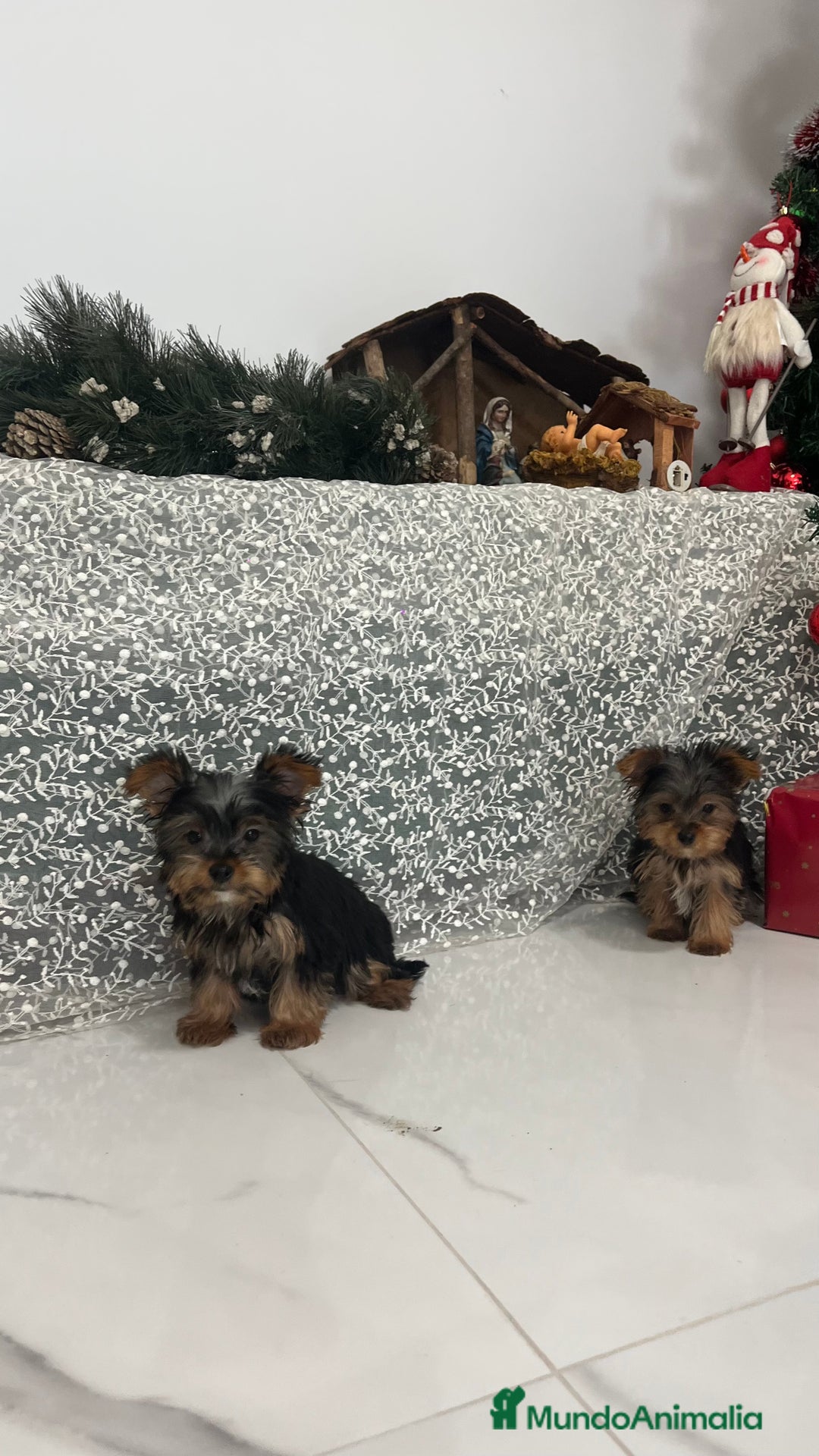 Yorkshire Terrier perros en venta: Últimos cachorros de Yorkshire Terrier disponibles - Anuncio 6