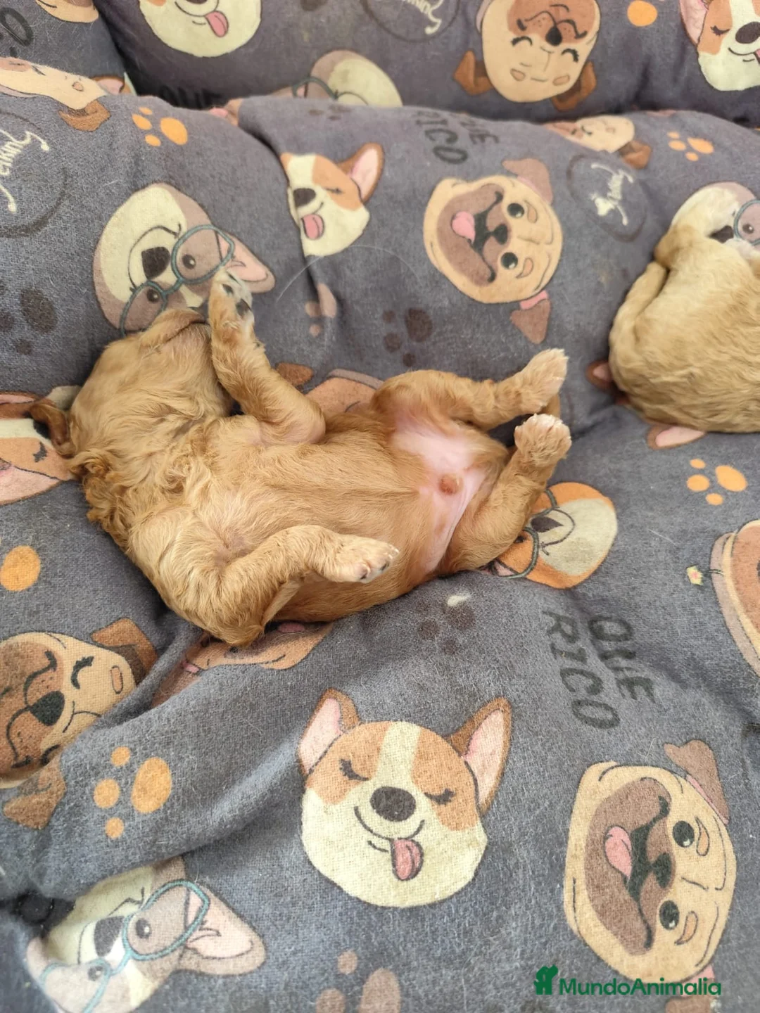 Caniche Toy perros en venta: Caniches preciosos  en Barcelona - Anuncio 4