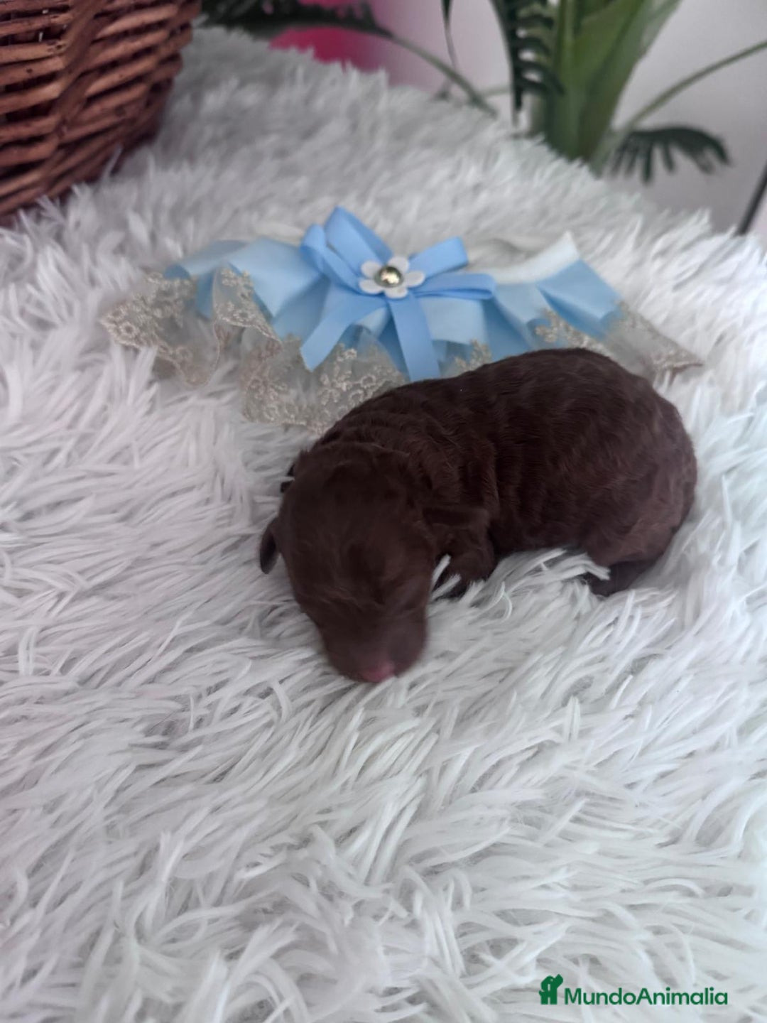 Caniche Toy perros en venta: CANICHE ROJO - Anuncio 16