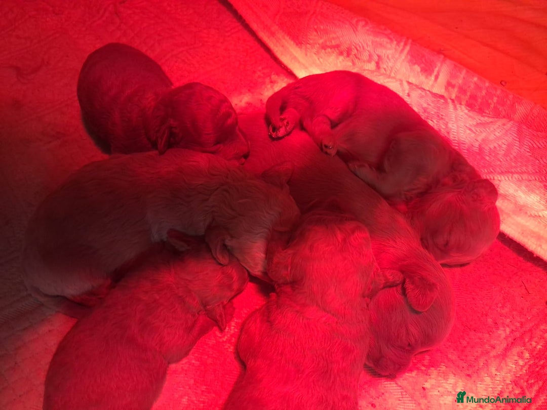 Goldendoodle perros en venta: Goldendoodle medianos  - Anuncio 4