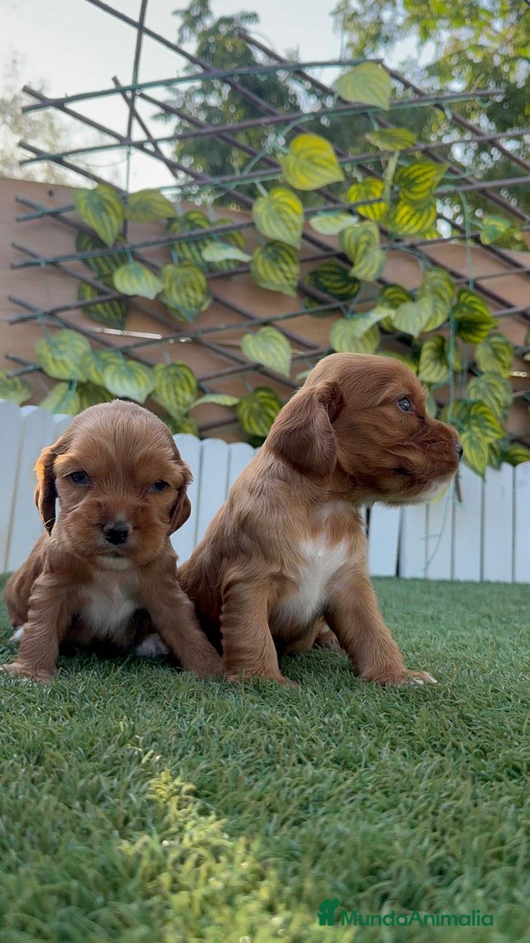 Cocker Spaniel Inglés perros en venta: COCKER SPANIEL INGLES MACHO  - Imagen 9