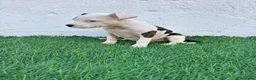 American Staffordshire-Terrier perros en venta: American Stanffordshire terrier - Anuncio 23
