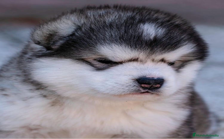 Alaskan Malamute perros - Propaganda 1