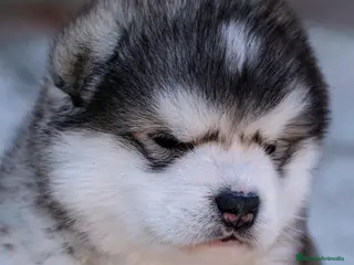 Alaskan Malamute perros Alaskan Malamute - Anuncio 1