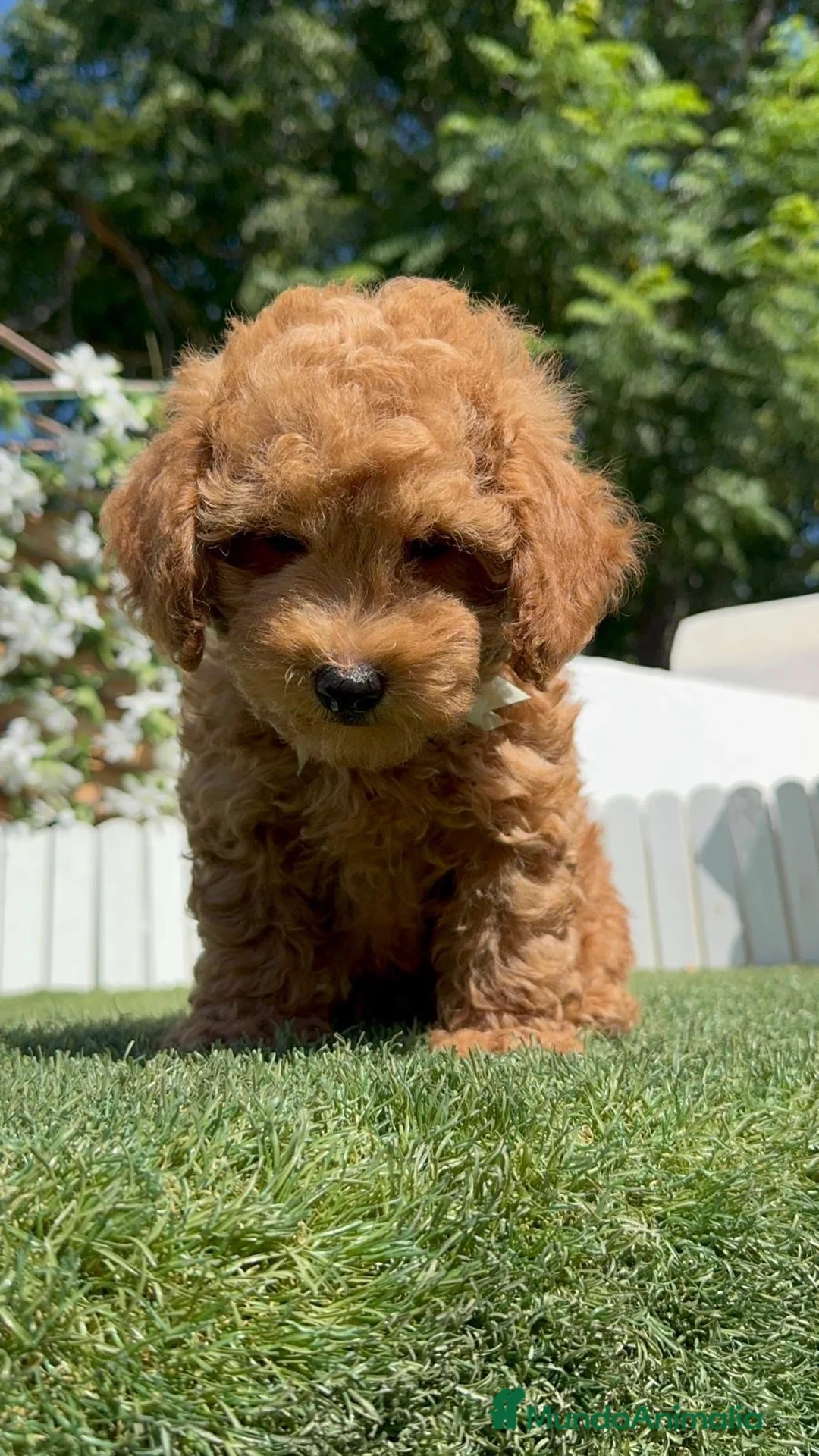 Caniche Toy perros en venta: CANICHE LISTO PARA ENTREGAR - Anuncio 2