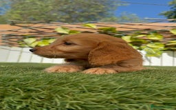 Otras razas perros en venta: Cockapoo hembra - Imagen 3