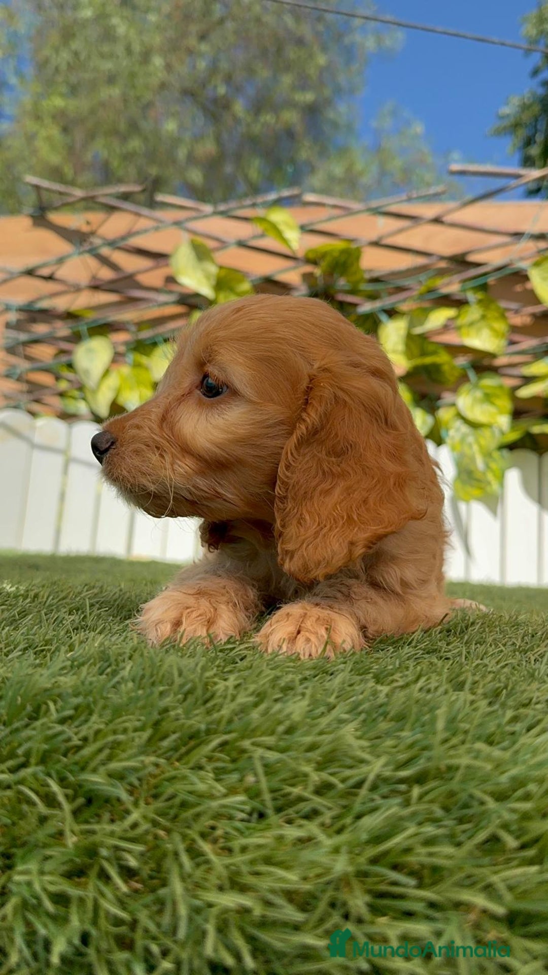 Otras razas perros en venta: Cockapoo hembra - Imagen 3
