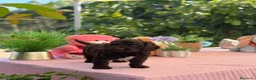 Perro de Agua Español perros en venta: Excelente camada de perro de aguas chocolate  - Anuncio 4
