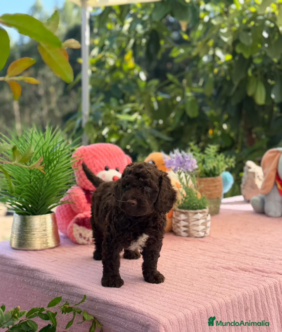 Perro de Agua Español perros en venta: Excelente camada de perro de aguas chocolate  - Anuncio 4
