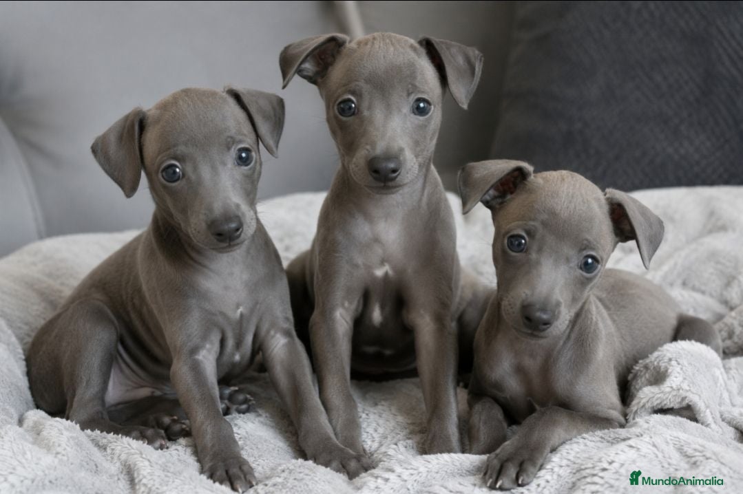 Pequeño Lebrel Italiano perros Galgo Italiano BLUE macho - Anuncio 1