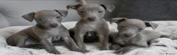 Pequeño Lebrel Italiano perros en venta: Galgo Italiano BLUE macho - Anuncio 1