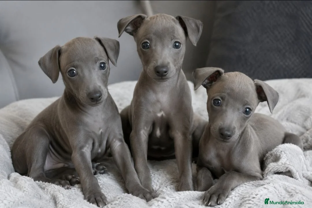 Pequeño Lebrel Italiano perros en venta: Galgo Italiano BLUE macho - Anuncio 1