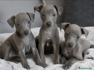 Pequeño Lebrel Italiano perros Galgo Italiano BLUE macho - Anuncio 1