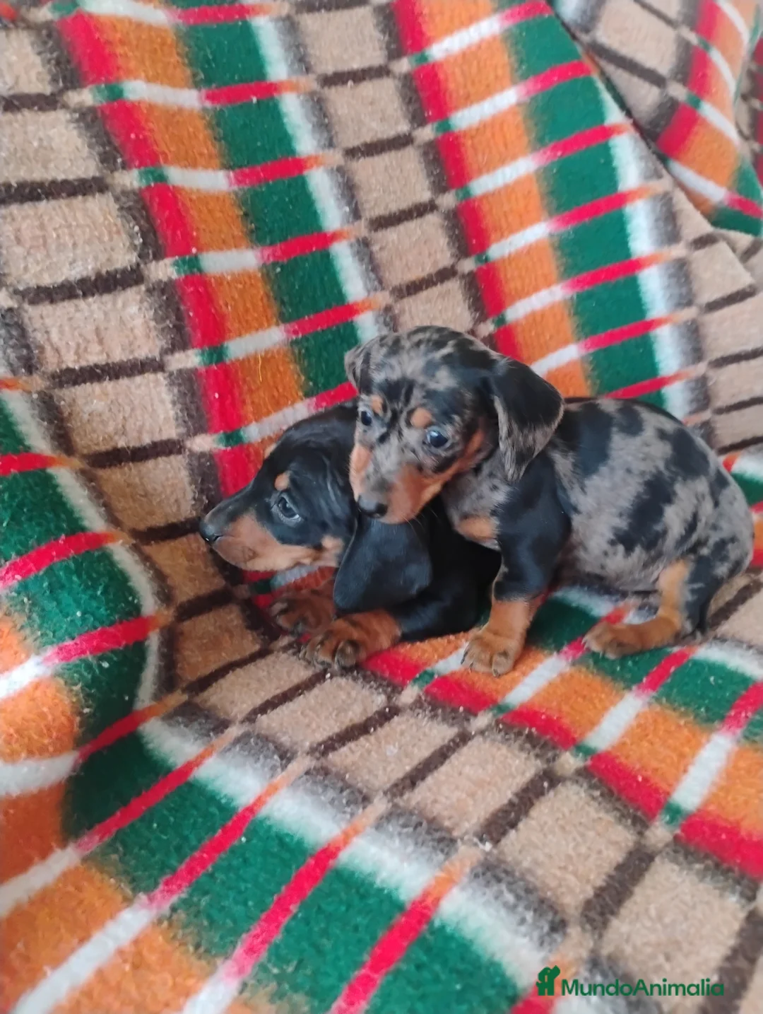 Teckel Miniatura perros en venta: Cachorra teckel arlequín plata  - Anuncio 3