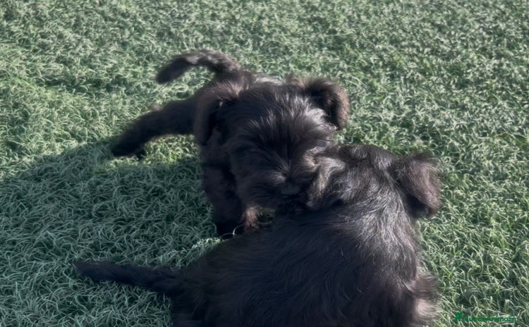 Schnauzer Miniatura perros - Anuncio 3