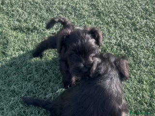 Schnauzer Miniatura perros - Anuncio 35