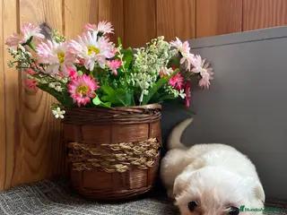 Bichón Maltés perros Preciosos cachorritos de Bichon Maltés - Anuncio 1