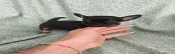 Chihuahua perros en venta: Chihuahua Toy - Anuncio 10