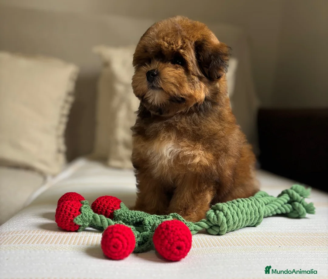 Maltipoo perros en venta: Maltipoo muy bonita y pequeñita !!! - Anuncio 5