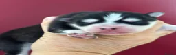 Pomsky perros en venta: Cachorro pomsky - Anuncio 10