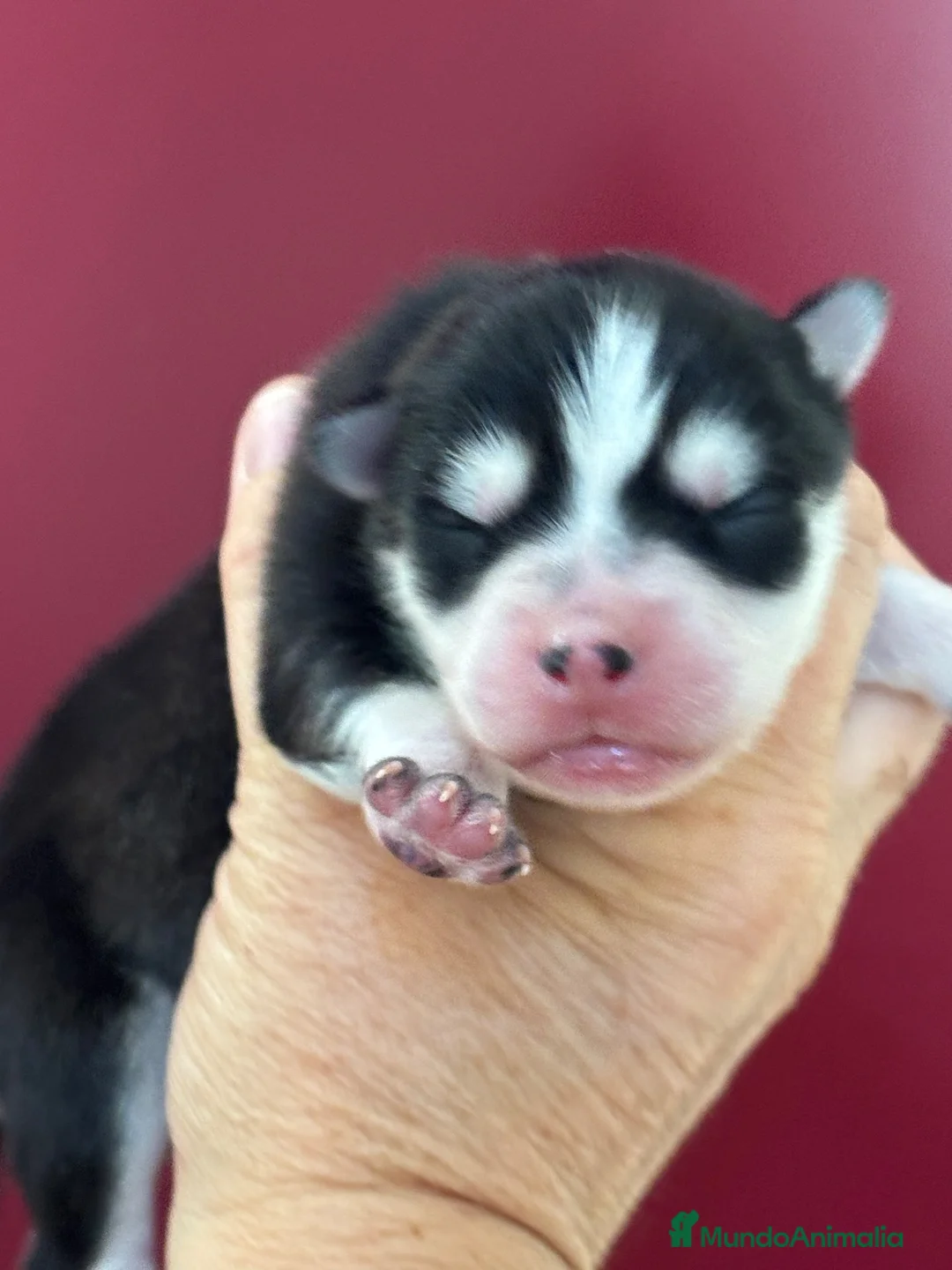 Pomsky perros en venta: Cachorro pomsky - Anuncio 10