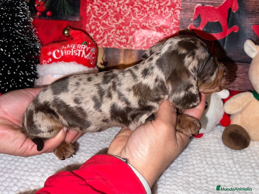 Teckel Miniatura perros en venta: TECKEL ARLEQUÍN CHOCOLATE - Anuncio 2