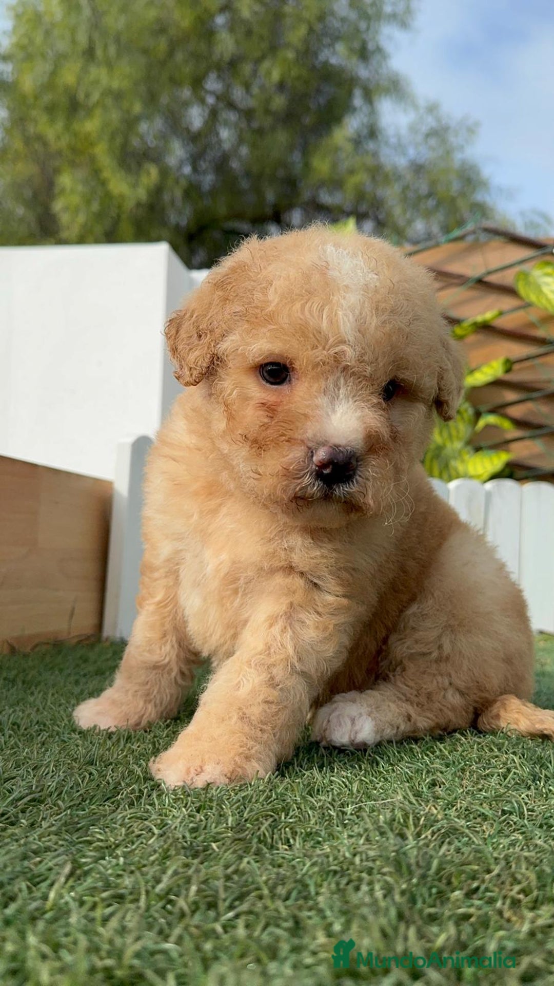 Perro de Agua Español perros en venta: PERRO DE AGUA ESPAÑOL - Anuncio 4