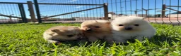 Pomerania perros en venta: POMERANIA - Anuncio 6