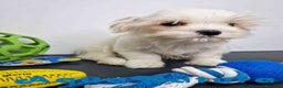 Bichón Habanero perros en venta: Bichon Habanero Macho 6220 AQUANATURA - Anuncio 12