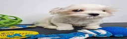 Bichón Habanero perros en venta: Bichon Habanero Macho 6220 AQUANATURA - Anuncio 12