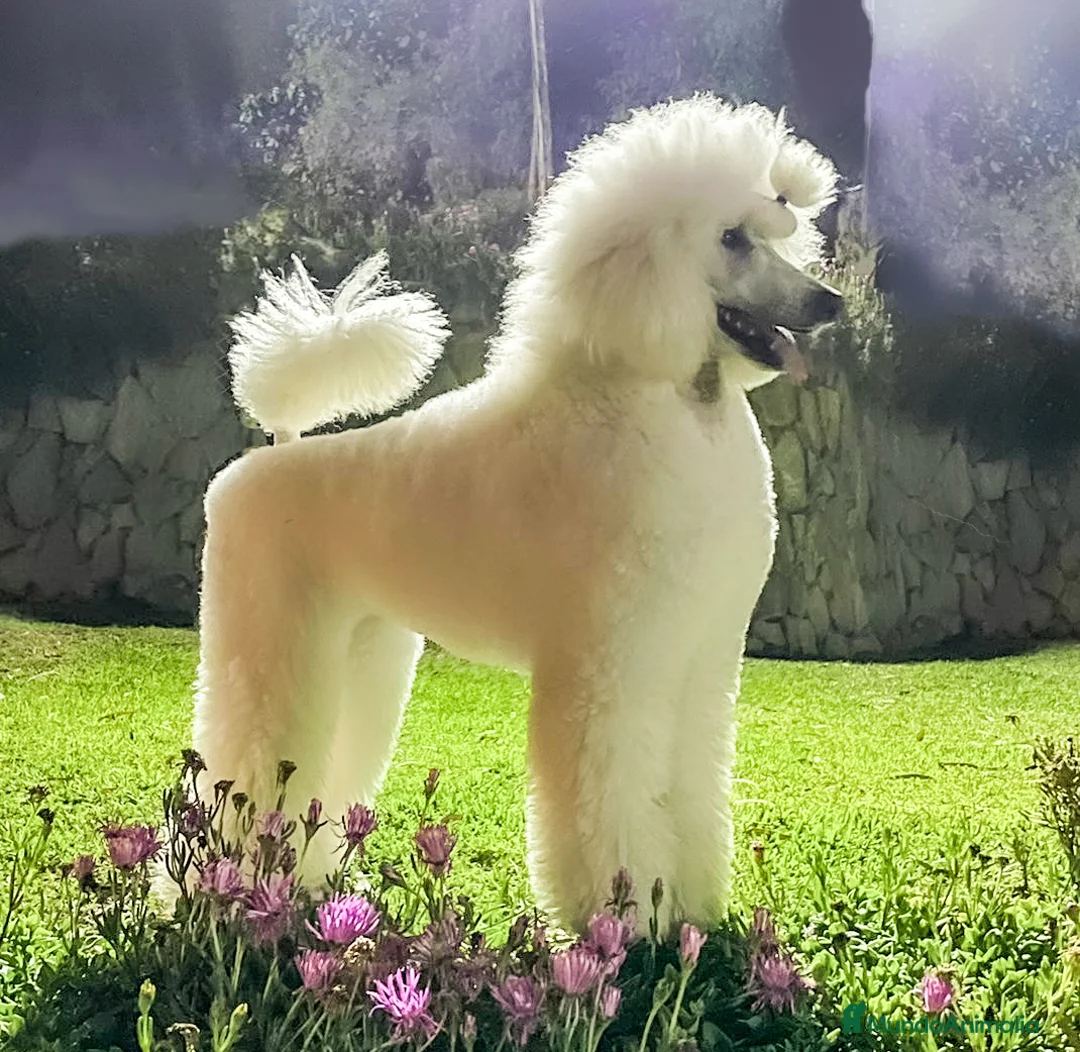 Imagen de galería {{count}}