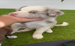 Border Collie perros en venta: BORDER COLLIE MERLE MACHO - Imagen 11
